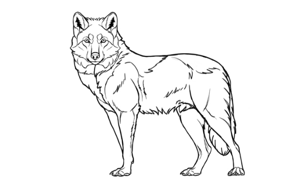 Step-by-Step Guide: How to Draw a Realistic Wolf