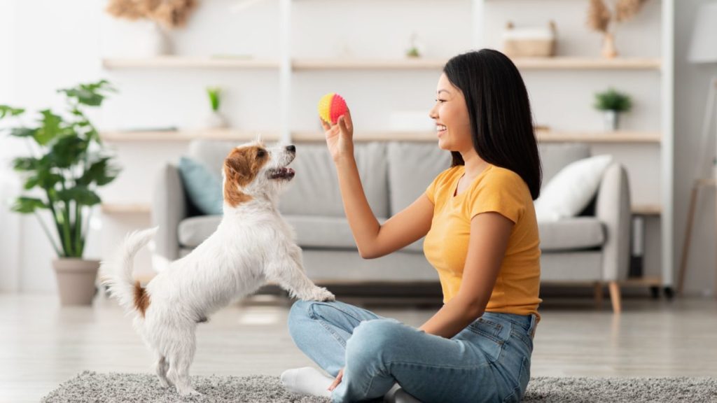 Pooch Method Exploring Effective Dog Training Methods: A Comprehensive Guide