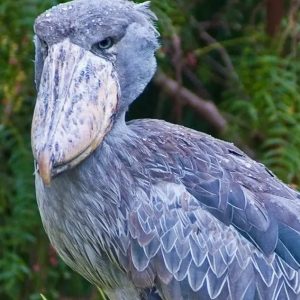 Shoebill Stork Height: How Tall Is This Giant Bird?